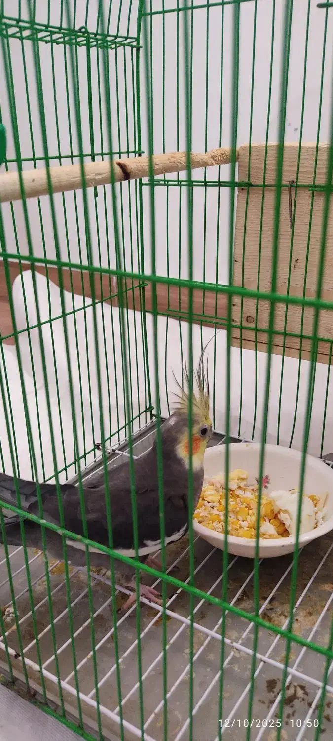 عروس هلندی مادر و پدر|پرنده|رشت, گلزاران|دیوار