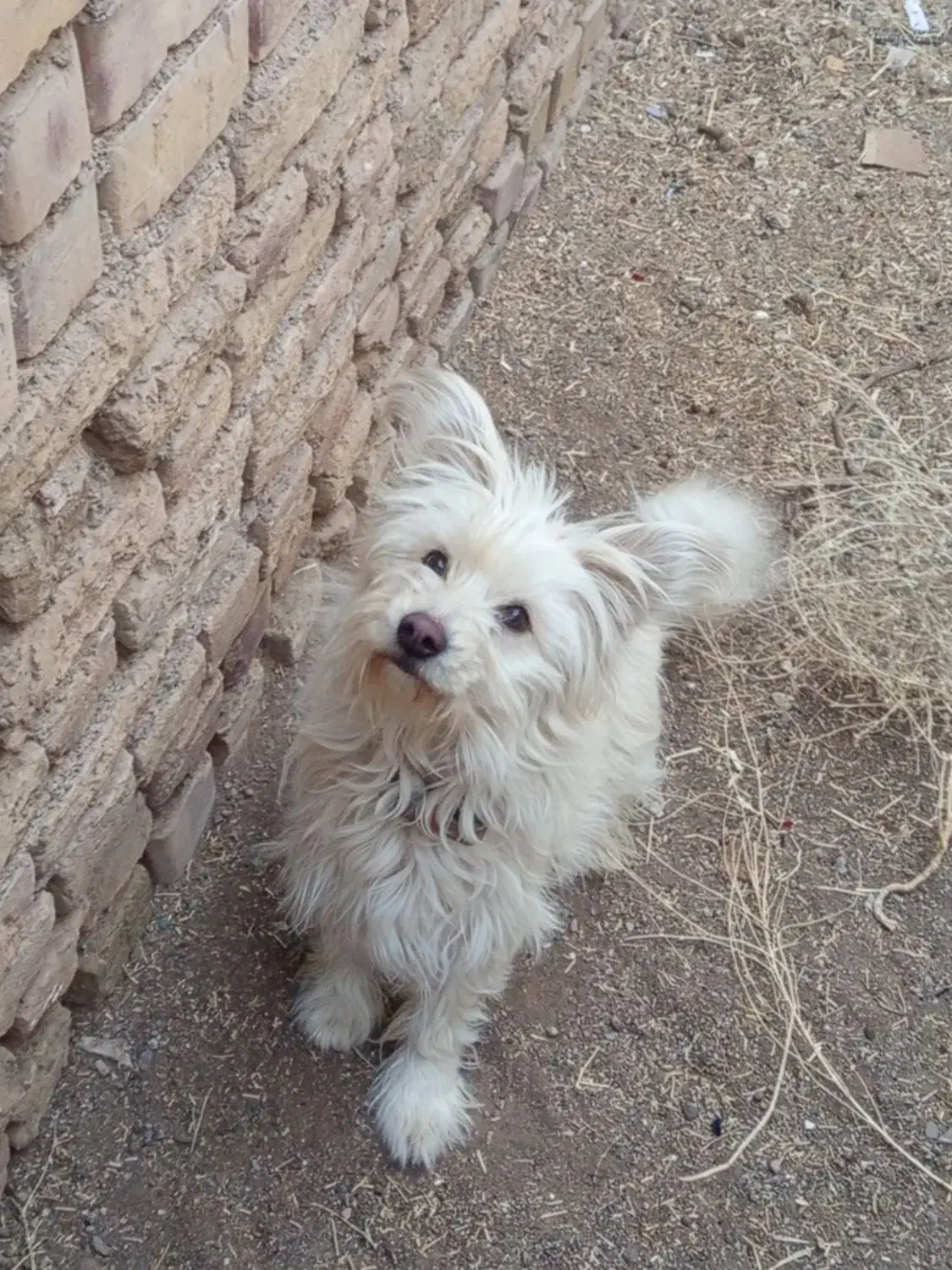 پاپی ماده خشگل معاوضه با عروس هلندی|سگ|تربت جام, شاهد|دیوار