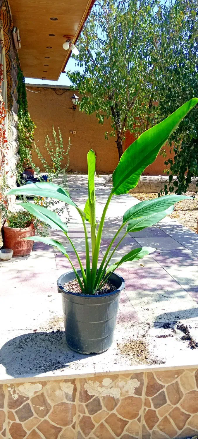 گل نخل مسافر نیکولای یا پرنده بهشتی درخت مسافر|گل و گیاه طبیعی|اصفهان, حسین‌آباد|دیوار