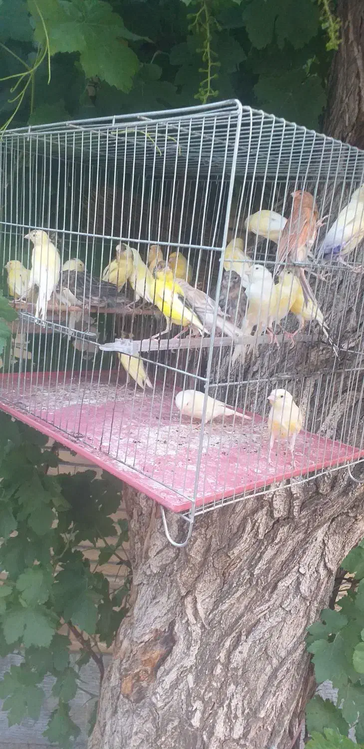 مرغ عشق قناری فنچ طوطی عروس هلندی مرغ مینا|پرنده|یاسوج, |دیوار