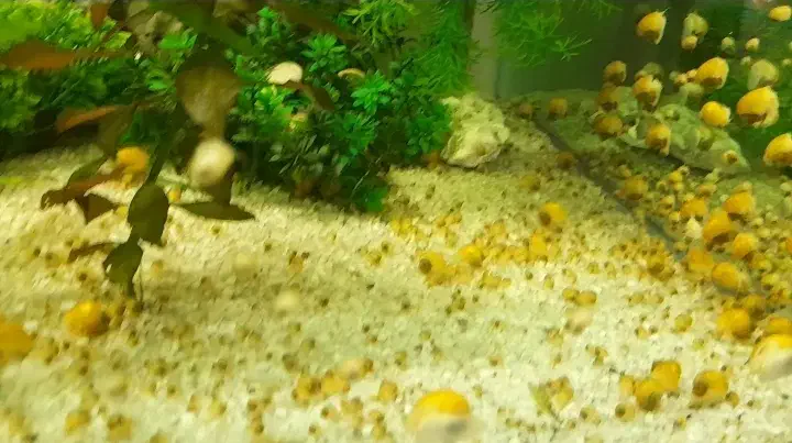 حلزون سیب آکواریوم|ماهی|ملایر, |دیوار