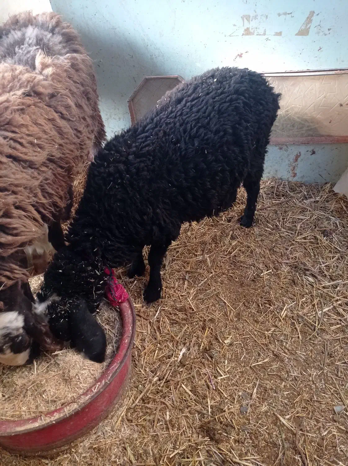 2رس بره1رس بزغاله|حیوانات مزرعه|اسفرورین, |دیوار