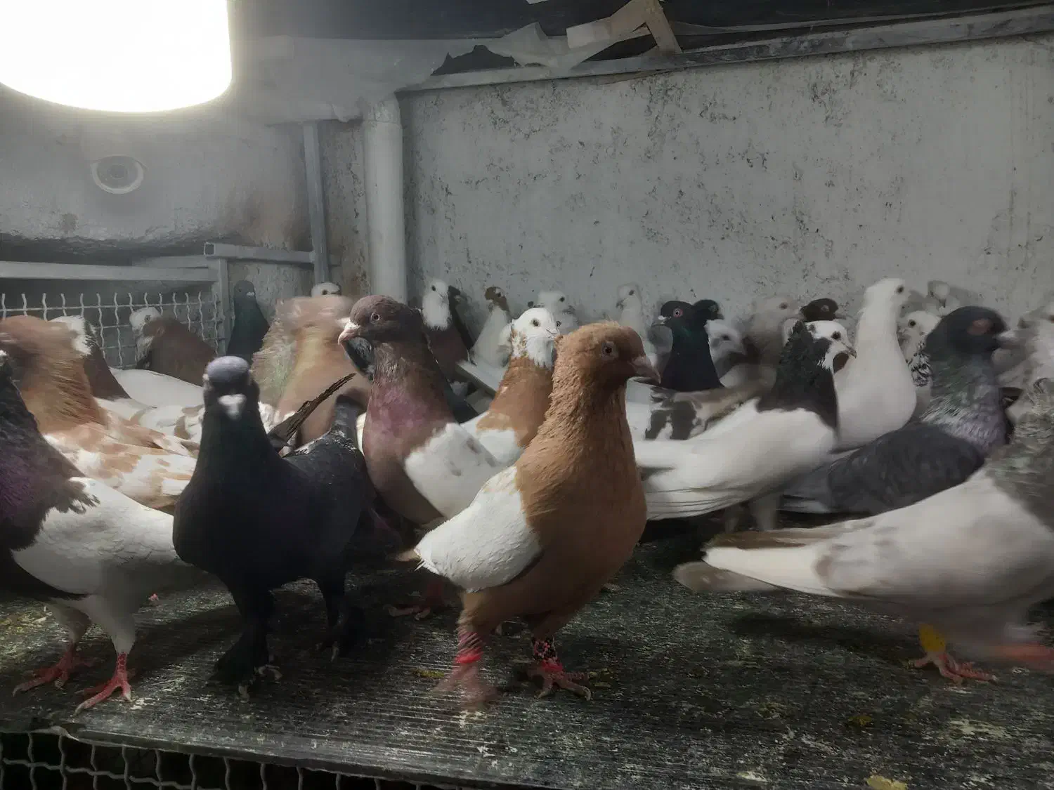 ۴۰۰ تا پرنده فروشی|خدمات پیشه و مهارت|شیراز, شیخ روزبهان|دیوار