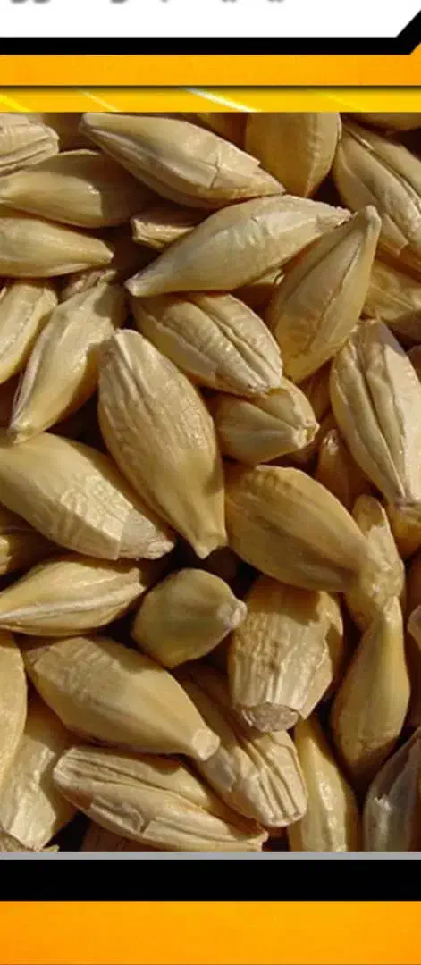فروش عمده جو درجه یک اعلا|خدمات باغبانی و درختکاری|بهشهر, |دیوار