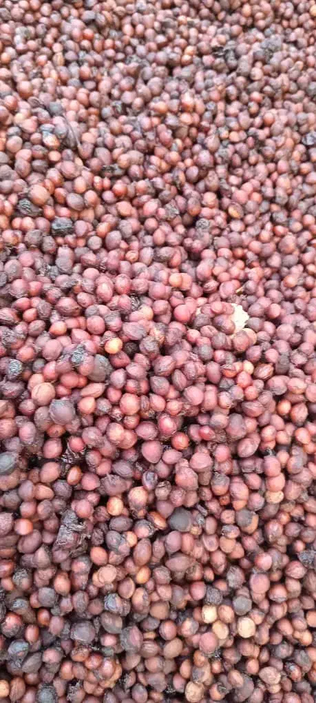 هسته آلبالو|خوردنی و آشامیدنی|تسوج, |دیوار