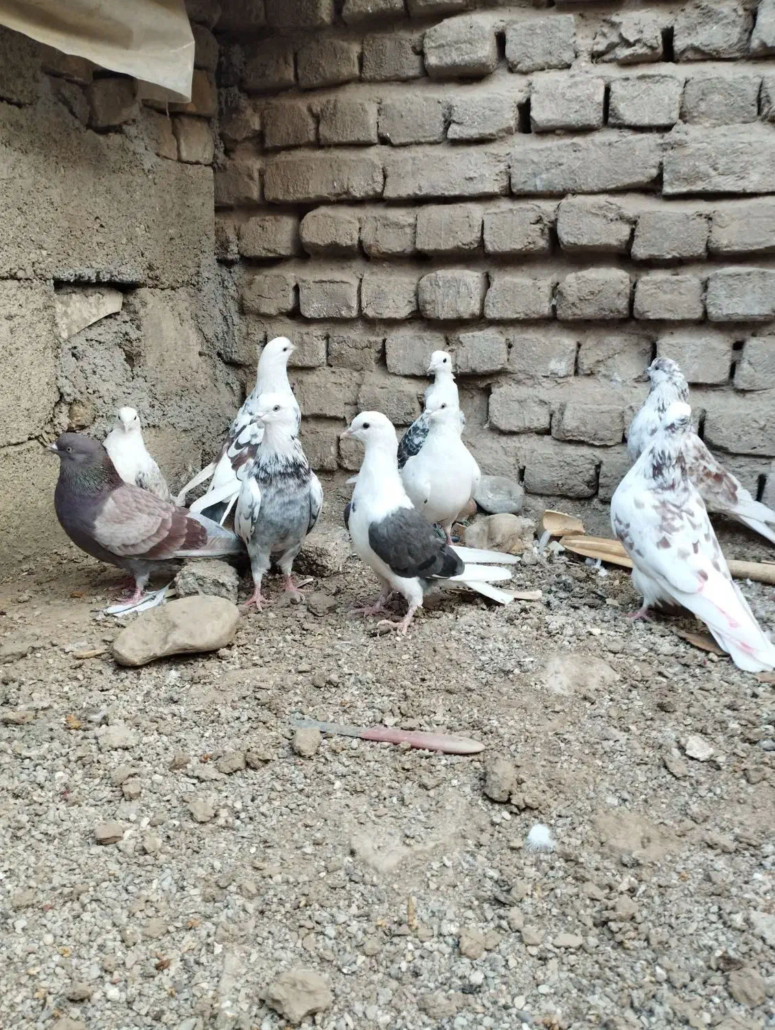 کفتر پرشی|پرنده|مینودشت, |دیوار