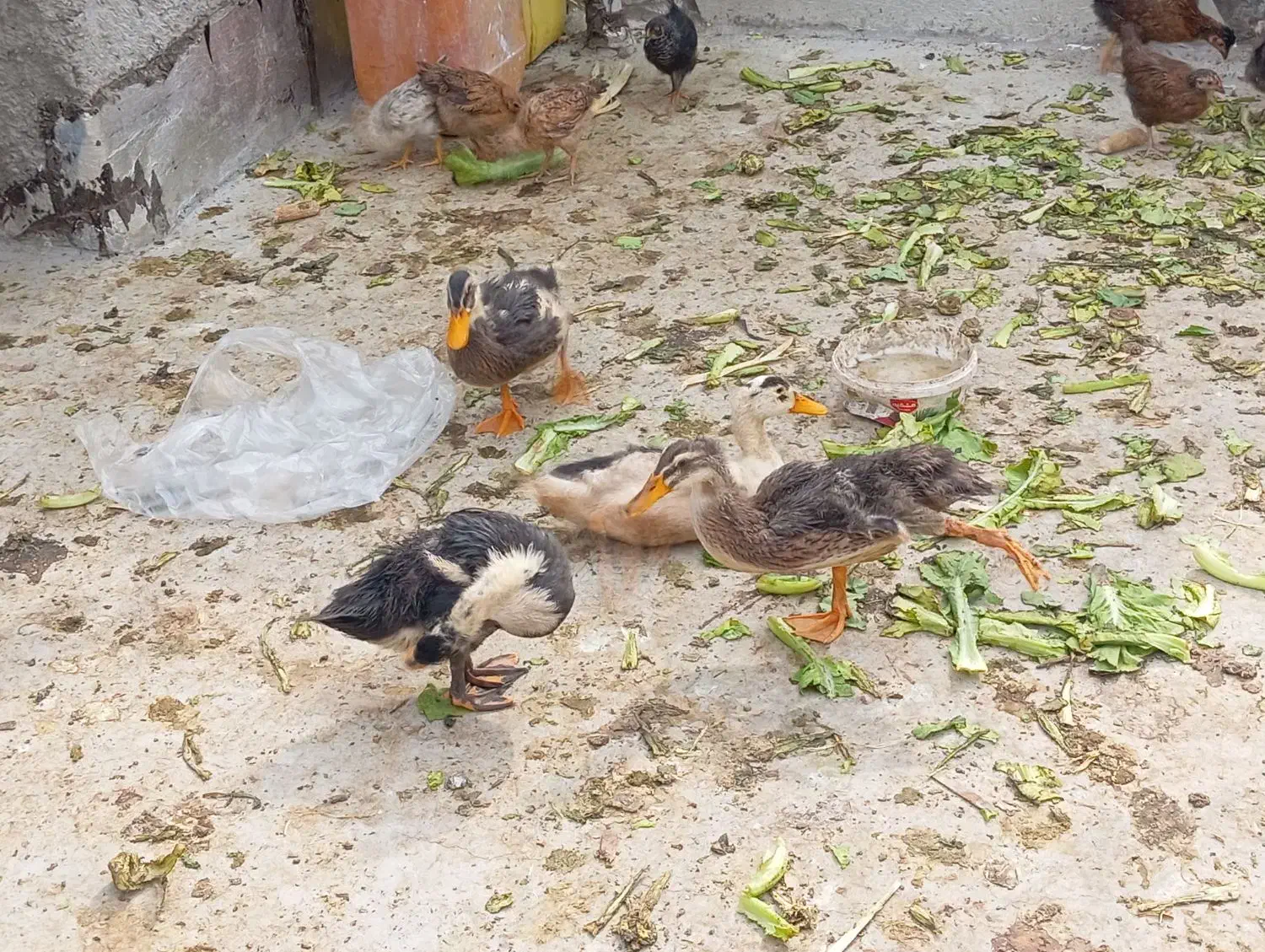 جوجه اردک ۳ ماه|حیوانات مزرعه|آبپخش, |دیوار