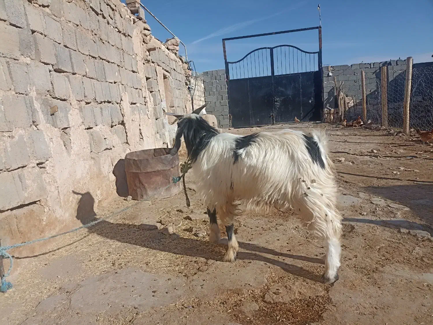 بز نر|حیوانات مزرعه|فیروزآباد, |دیوار