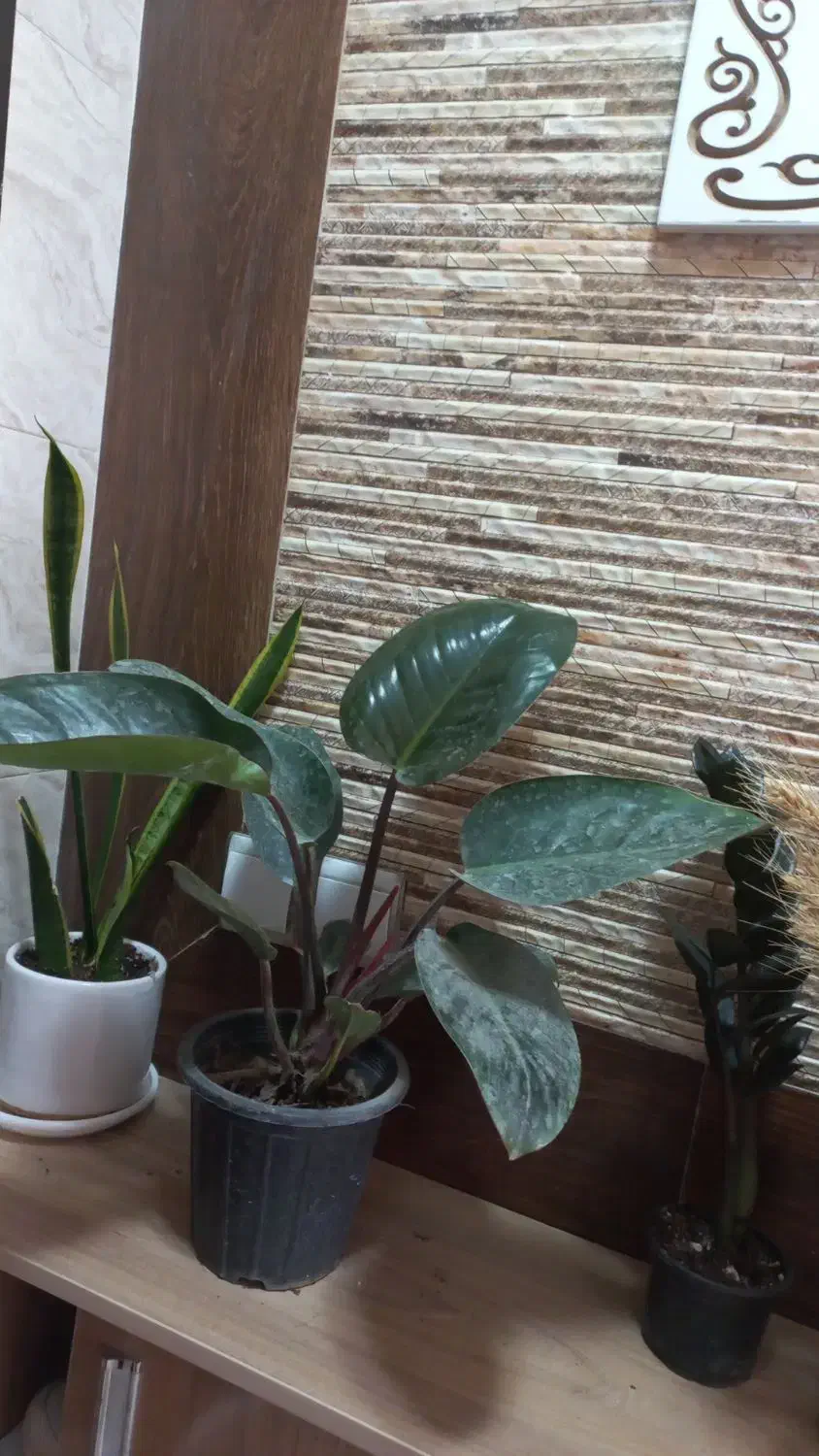 گلهای اپارتمانی|گل و گیاه طبیعی|اصفهان, ابر|دیوار