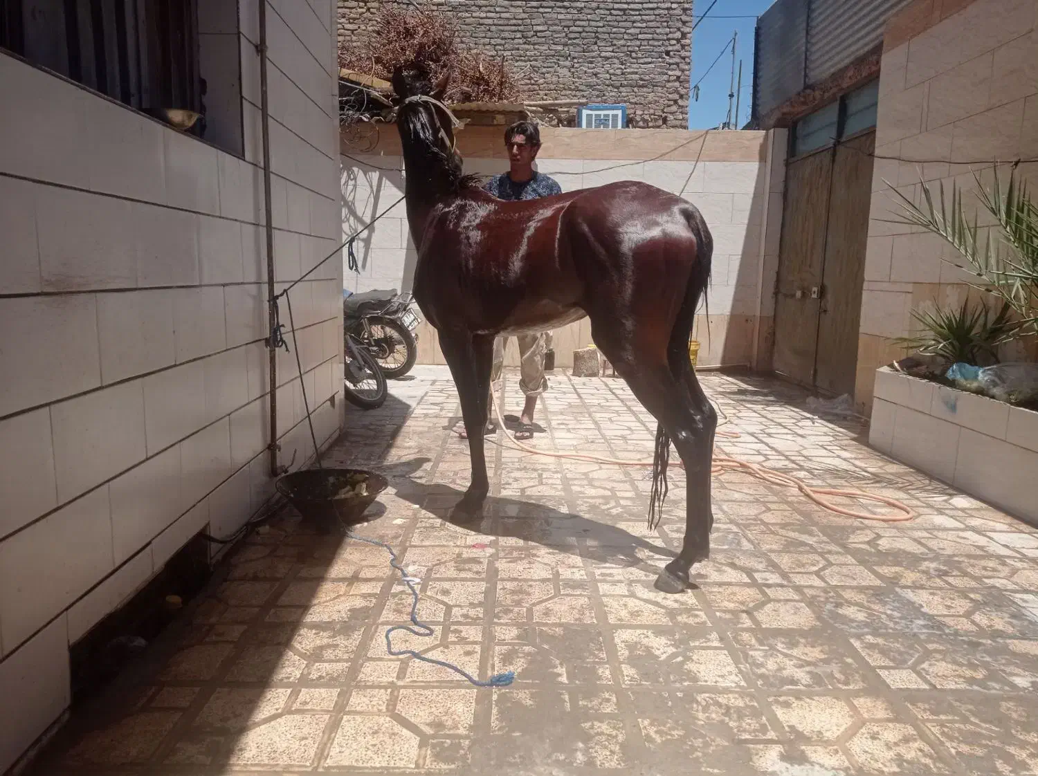 نریون ترکمن|اسب و تجهیزات اسب‌سواری|تربت‌حیدریه, پارک کاشانی|دیوار