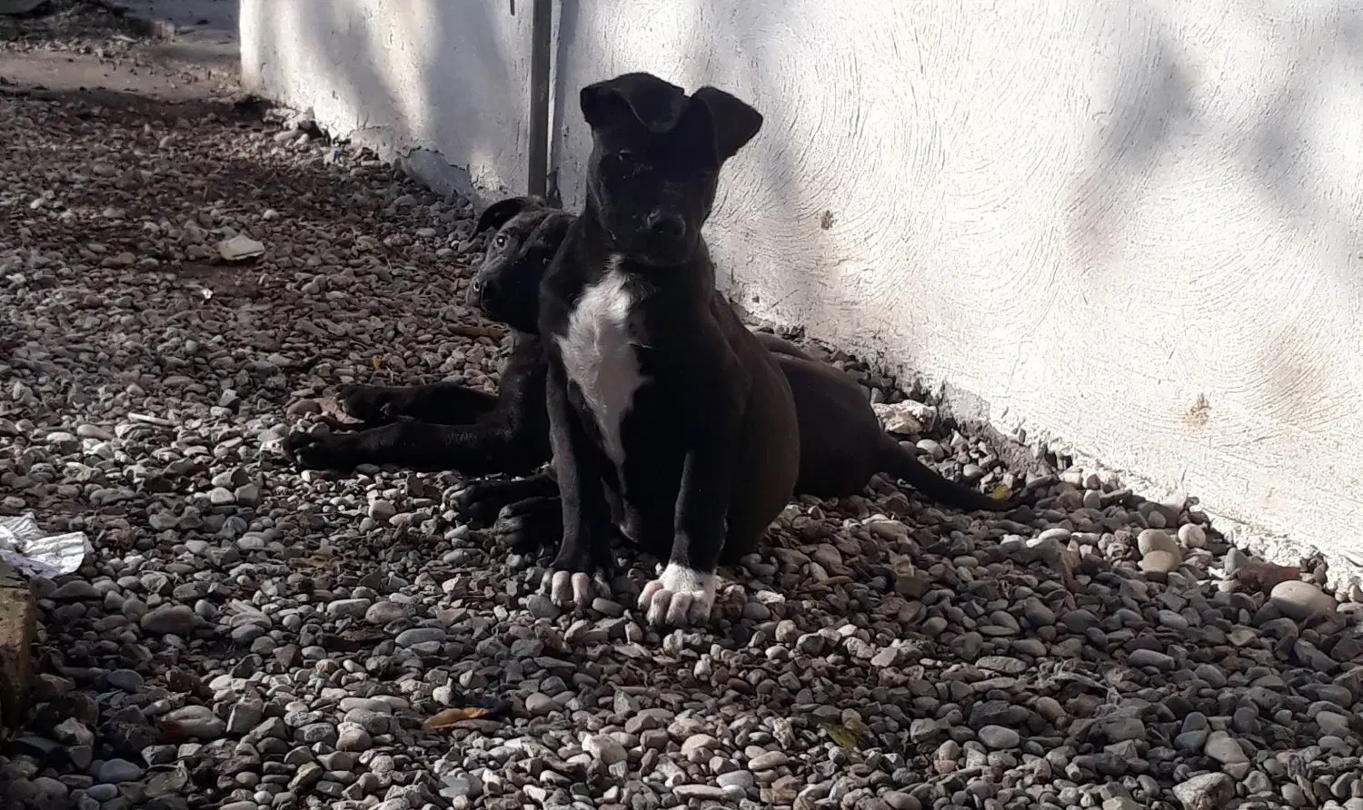 فروش پیتبول نرو ماده اصیل وارداتی|سگ|قائم‌شهر, |دیوار