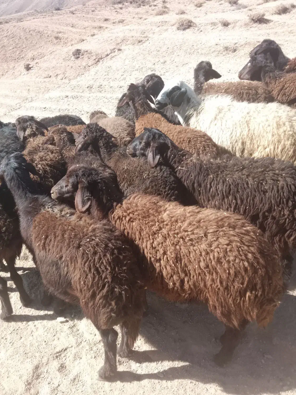 بره افشاری|حیوانات مزرعه|ماهنشان, |دیوار