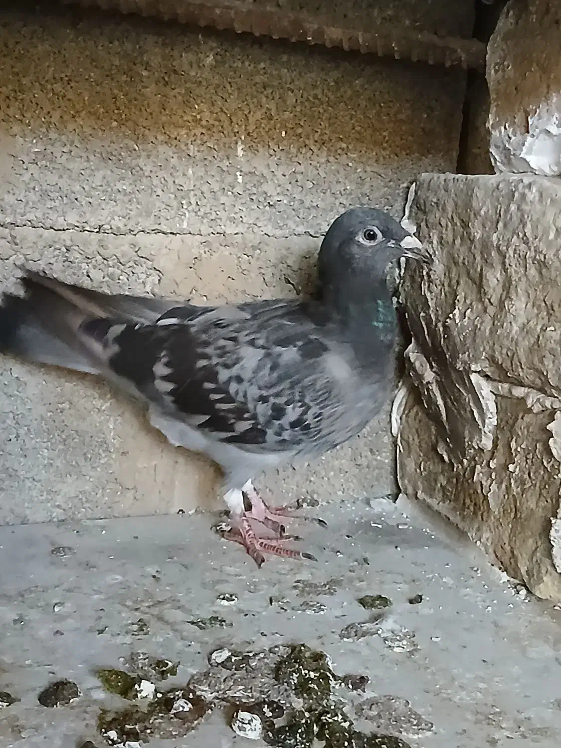 کبوترسبر|پرنده|مینودشت, |دیوار