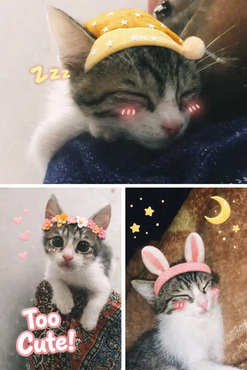 بچه گربه نر|گربه|گرگان, |دیوار