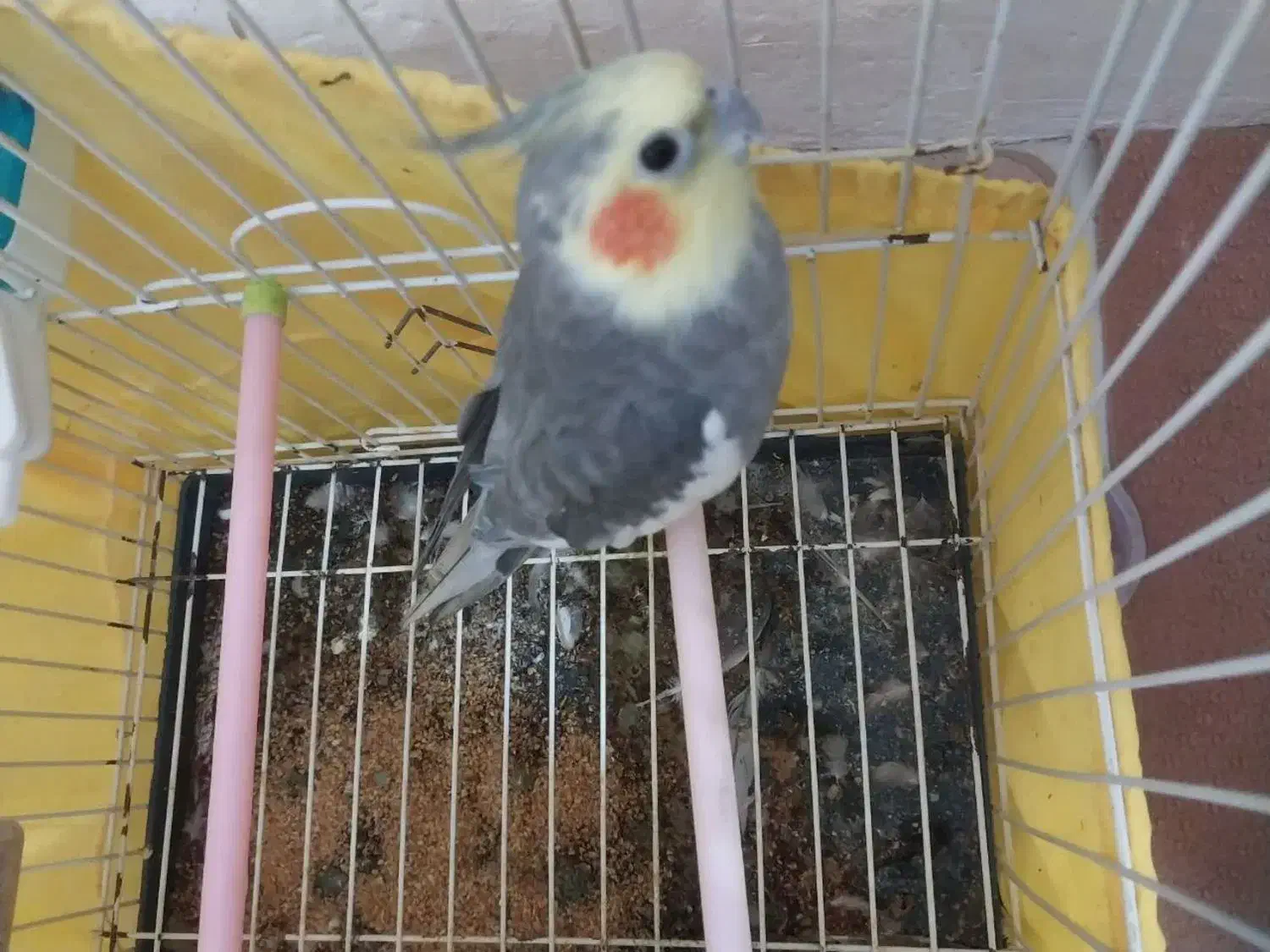 یک جفت عروس هلندی با طوطی برزیلی|پرنده|لواسان, |دیوار