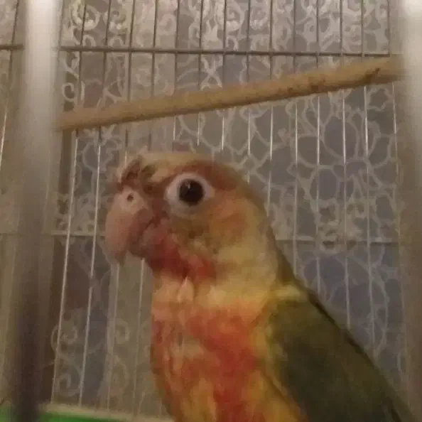 گرینچیک گم شده|پرنده|زنجان, |دیوار