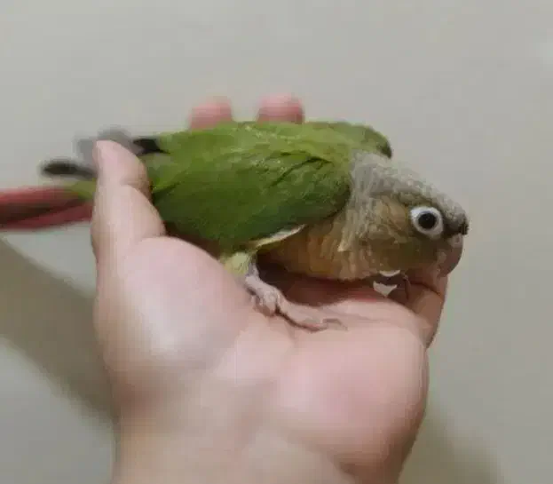 طوطی گرینیچک|پرنده|اهواز, کوی علوی|دیوار