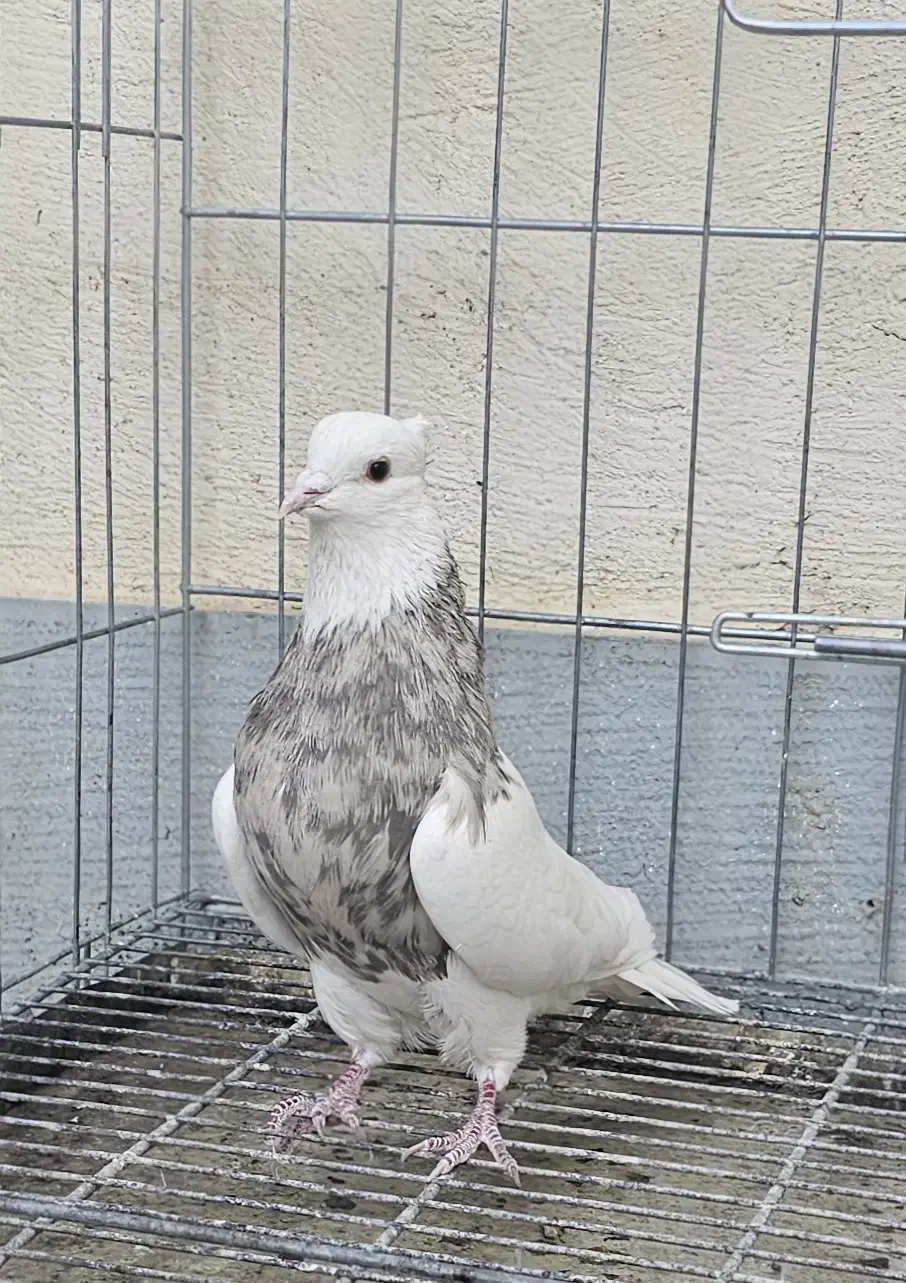 نراجری و ماده اجری خال سرکه ای|پرنده|کرمانشاه, |دیوار