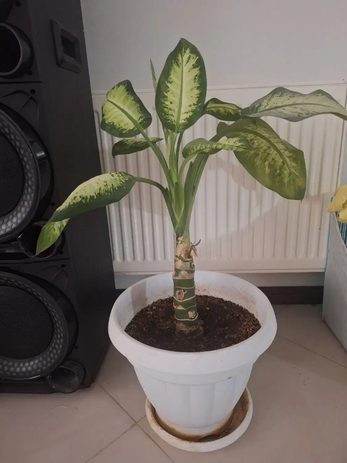 گل طبیعی پیتوس ودیفن باخیا|گل و گیاه طبیعی|مشهد, چهارچشمه|دیوار