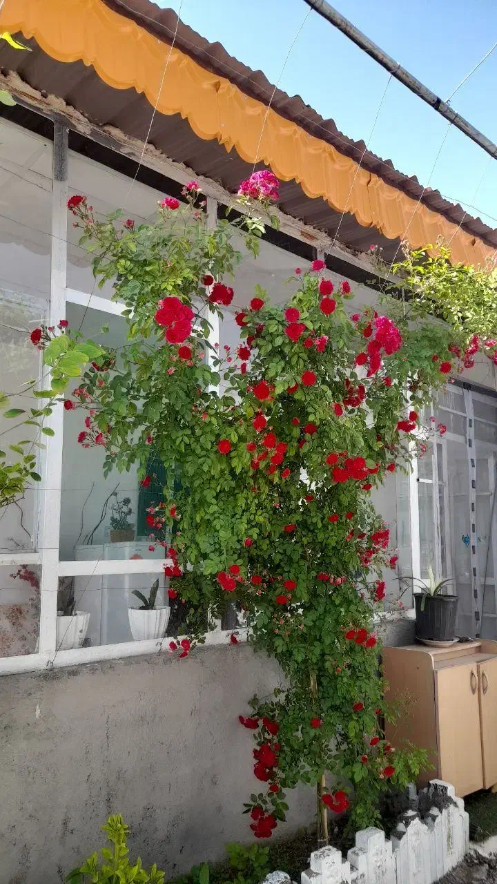 باغ ویلا و سالن قارچ|فروش خانه و ویلا|کاشمر, |دیوار