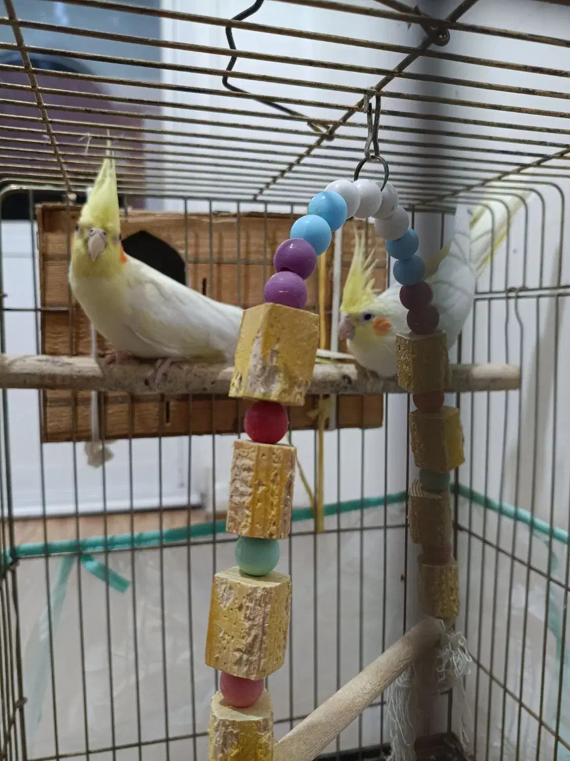 عروس هلندی|پرنده|قائم‌شهر, |دیوار