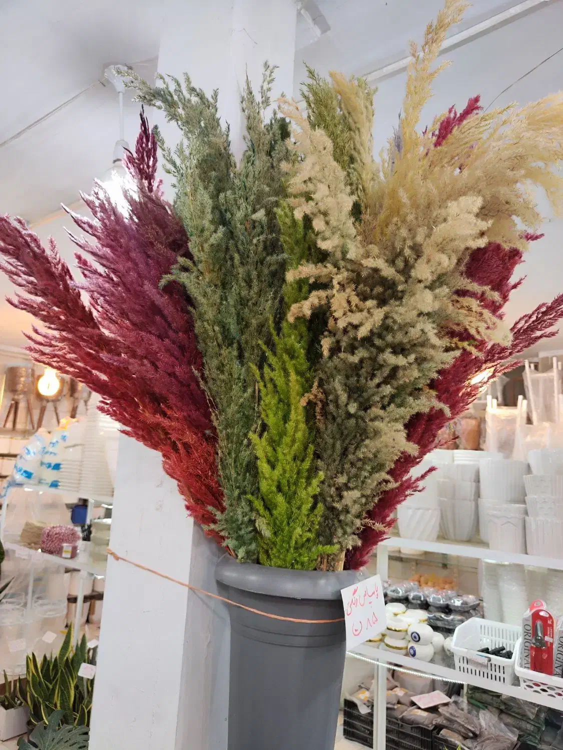 گل خشک پامپاس شفلرا پتوس دیفن آگلونما زاموفیلیا|گل و گیاه طبیعی|قم, ولیعصر|دیوار