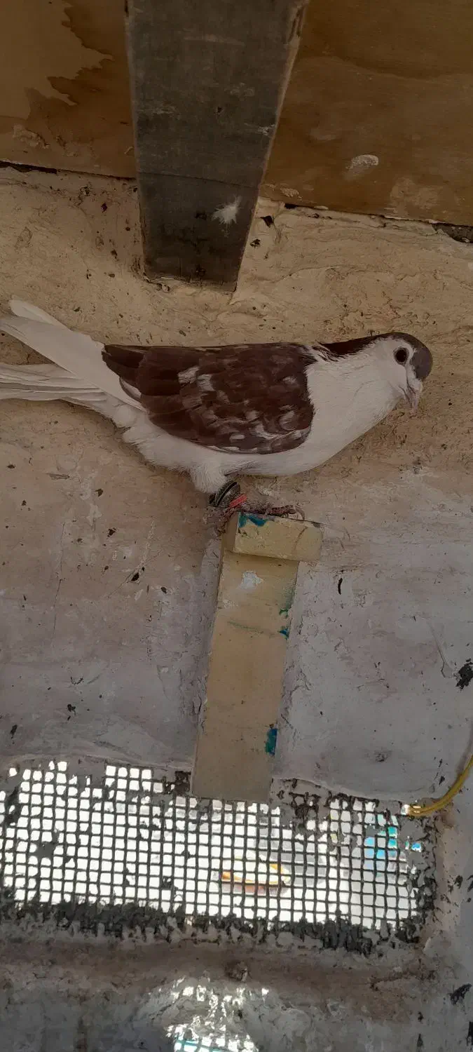 کبوتر پرشی|پرنده|قائن, |دیوار