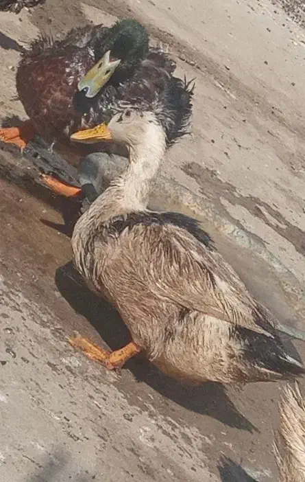 اردک|حیوانات مزرعه|یزد, |دیوار