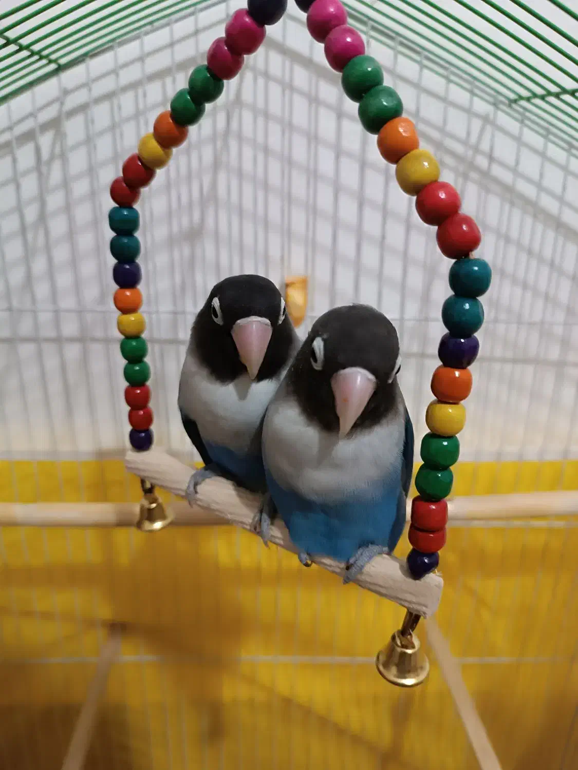 طوطی.کوتوله|پرنده|زبرخان, |دیوار