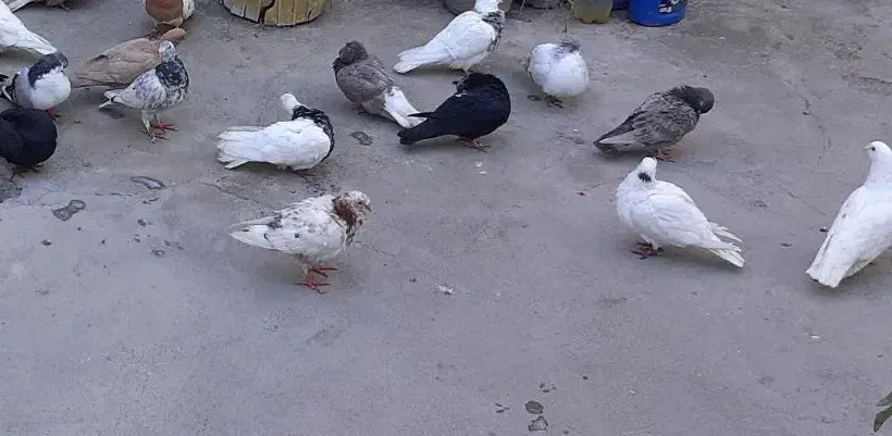 معاوضه مرغ با کبوتر مریض و کت|حیوانات مزرعه|چناران, |دیوار