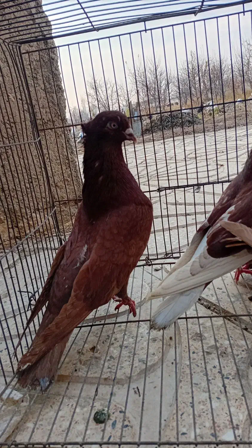 فروش ۳۰ عدد کبوتر پرش بالا در همه رنگ|پرنده|ارومیه, |دیوار