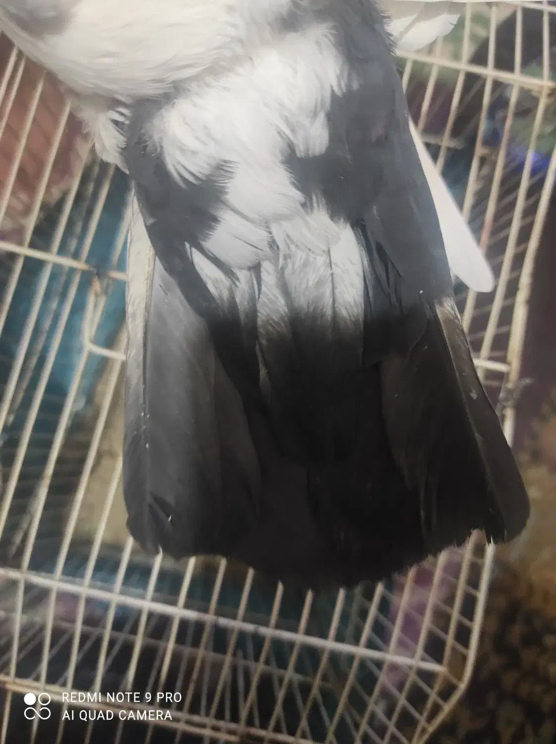 کفتر|پرنده|کرمان, |دیوار