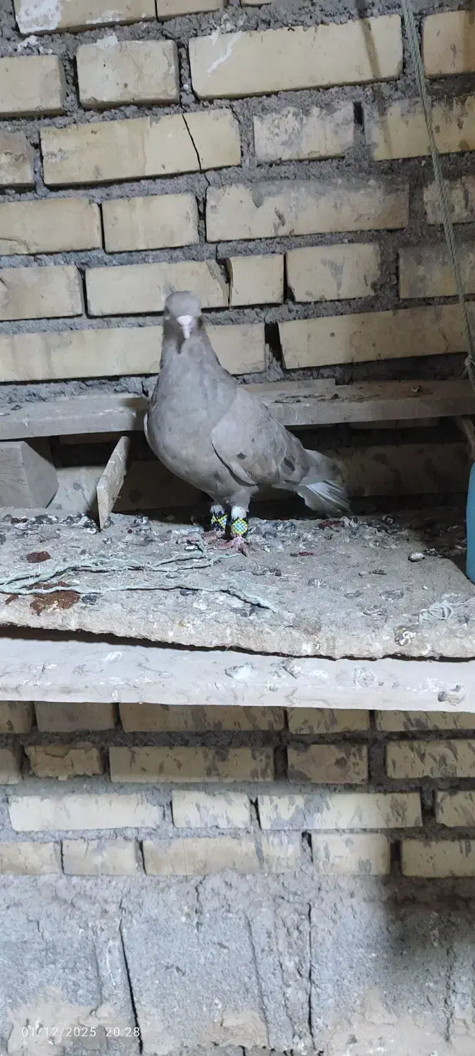 کوهی دمسفید کرم|پرنده|کرخه, |دیوار