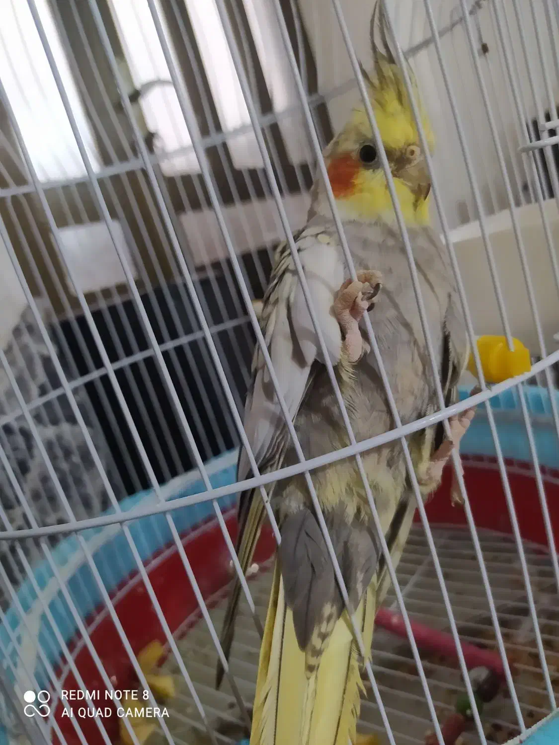 پرنده عروس هلندی|پرنده|شفت, |دیوار