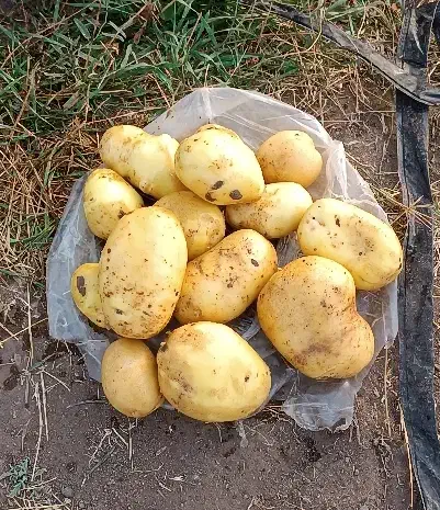 سیب زمینی اگریا|حراج|اردبیل, |دیوار