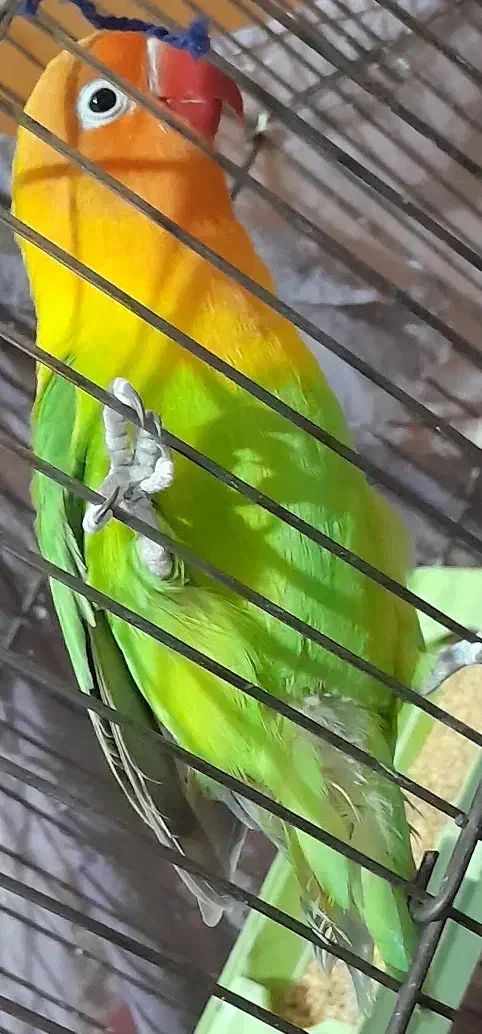 طوطی برزیلی|پرنده|قزوین, |دیوار