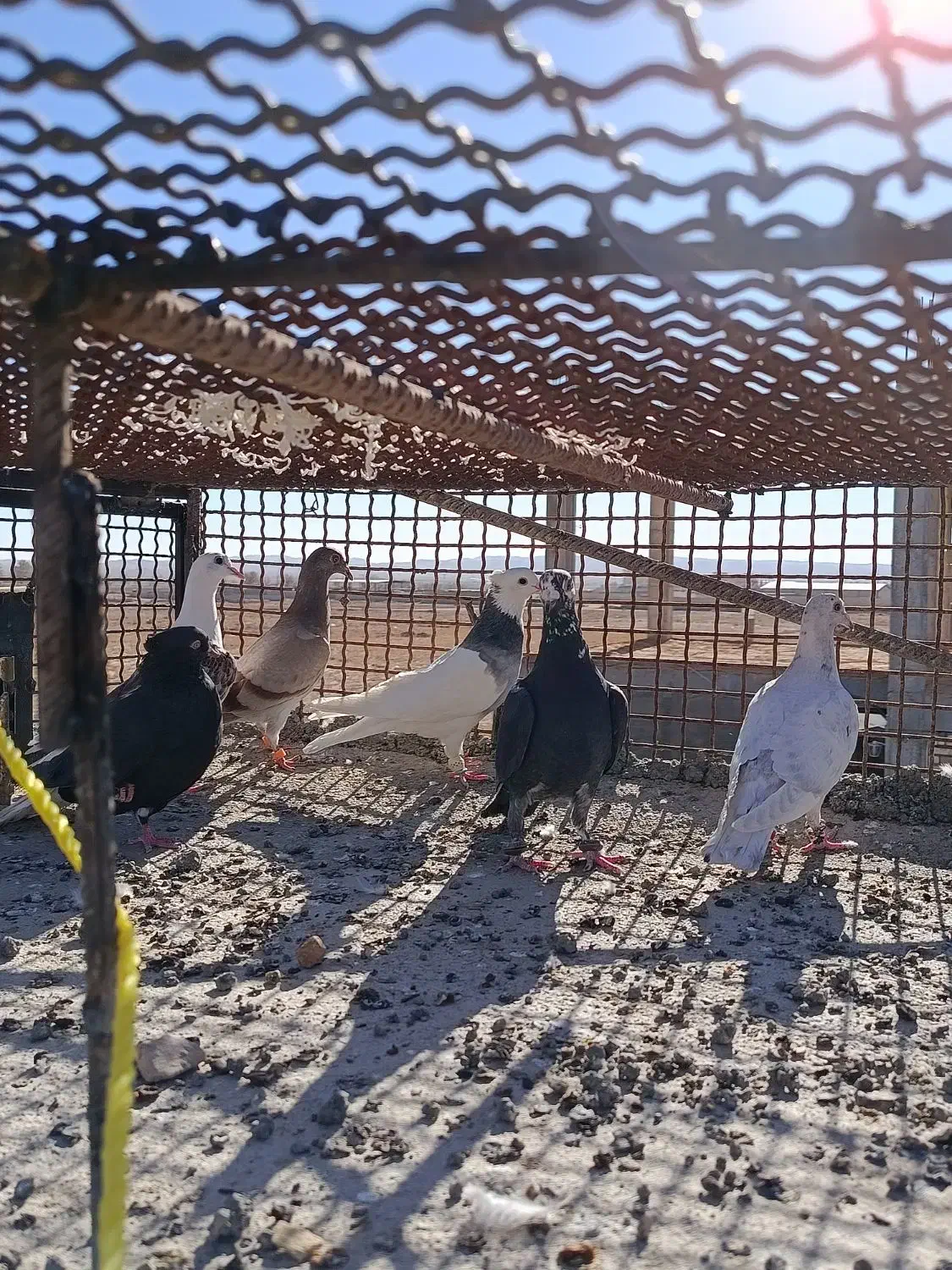 چنتا پرنده پرشی|پرنده|اسفراین, |دیوار