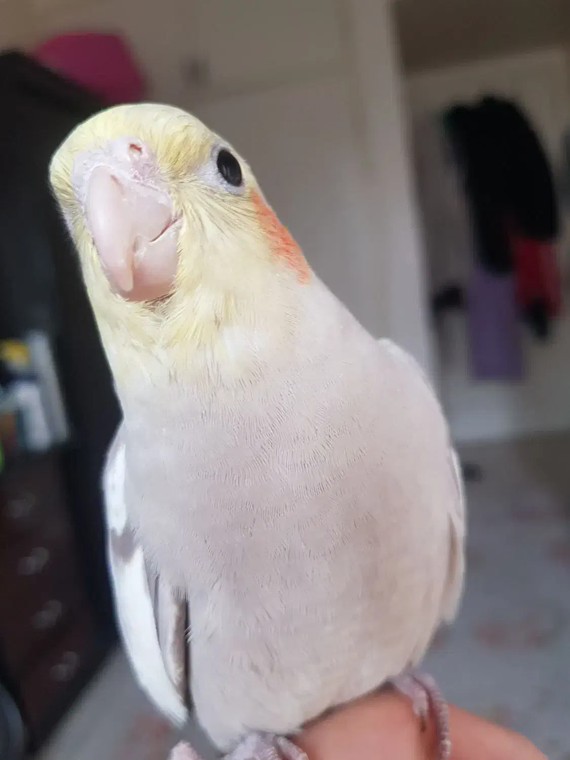 عروس هلندی نر|پرنده|تهران, هفده شهریور|دیوار