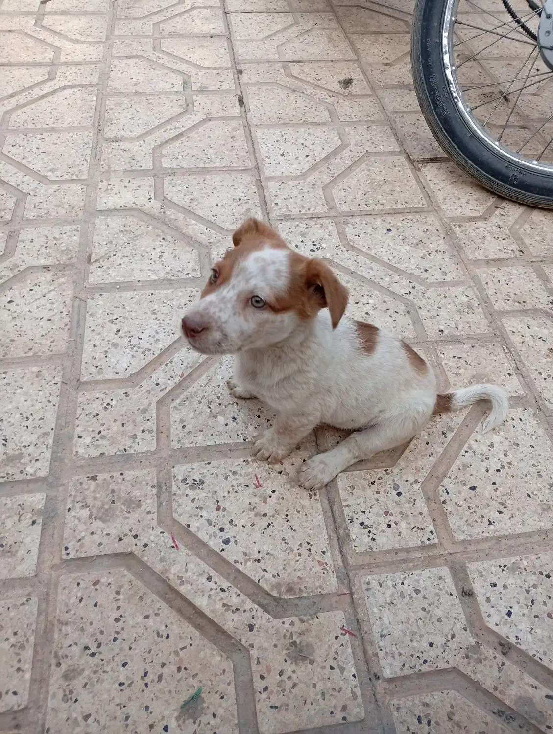 سگ پاکوتاه واگذار میشه|سگ|مشهد, پنجتن|دیوار