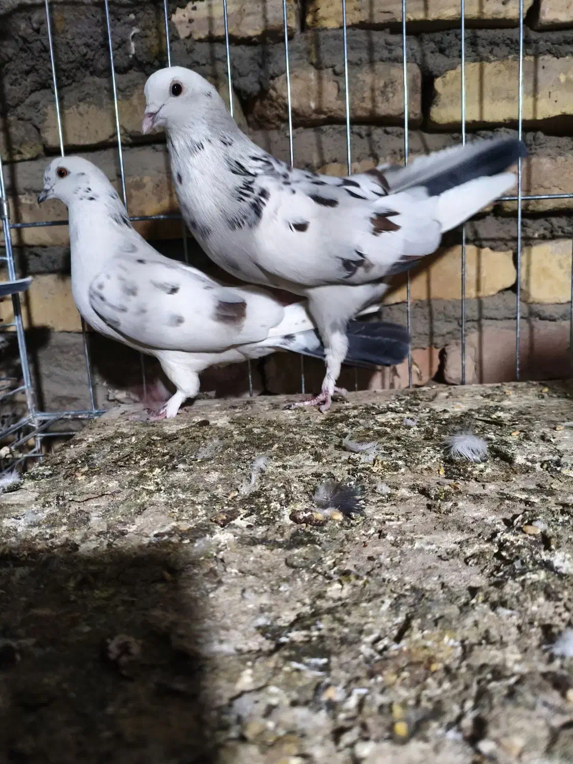 کبوتر|پرنده|سیرجان, |دیوار