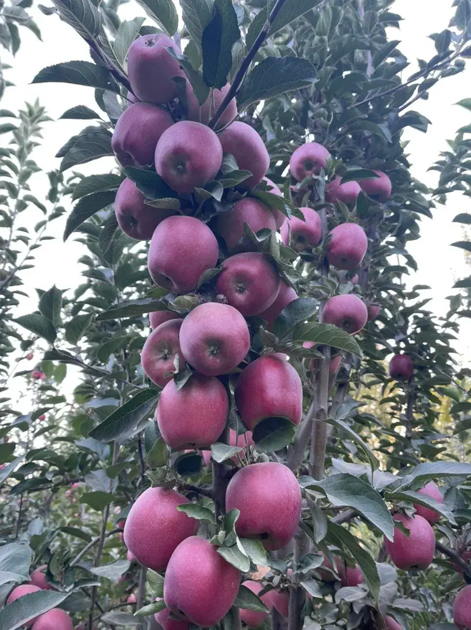 نهالستان پسته و ارقام متنوع میوه های پربار.|خدمات باغبانی و درختکاری|شال, |دیوار