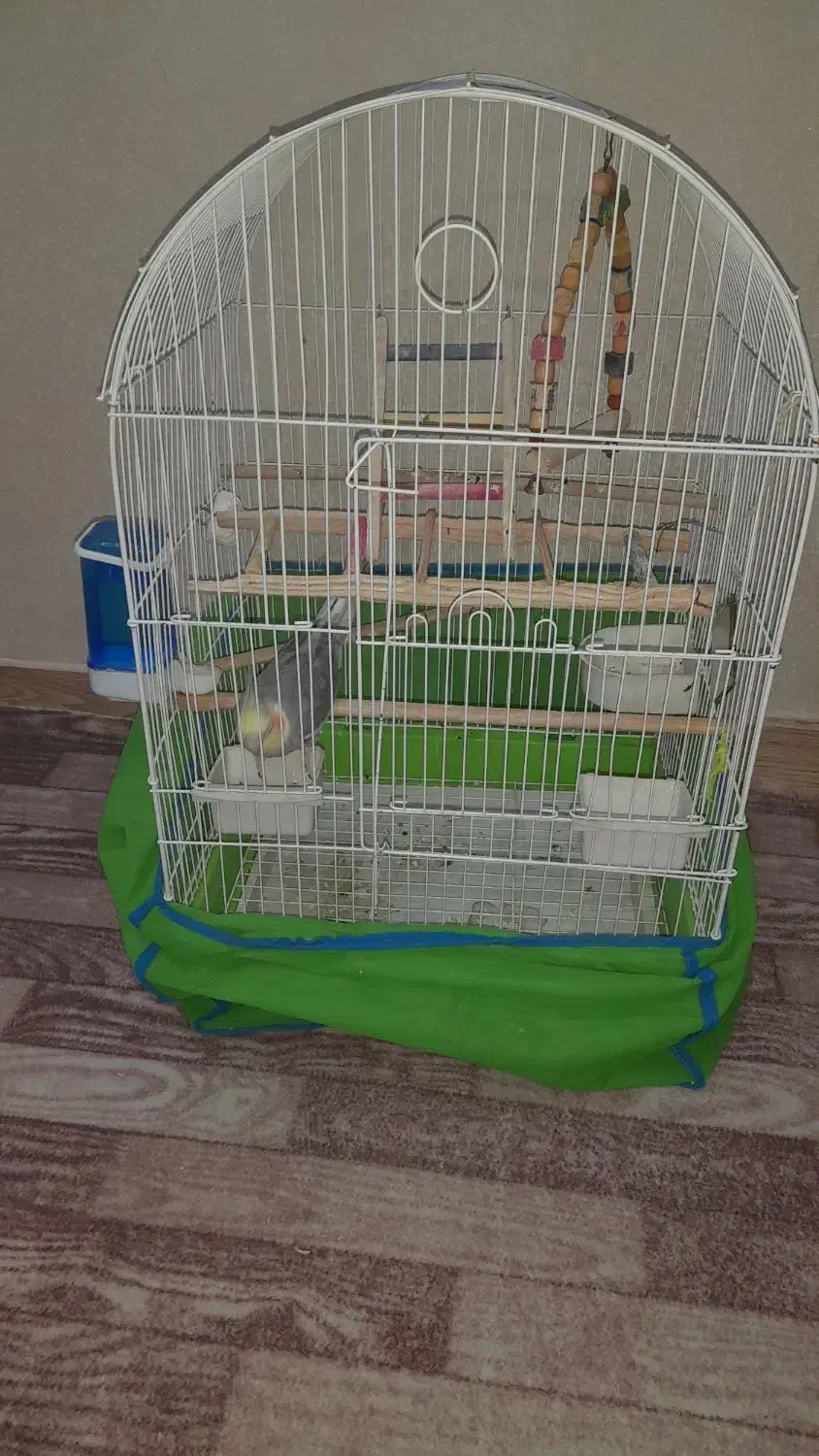 عروس هلندی|پرنده|محمدشهر, محمدشهر|دیوار