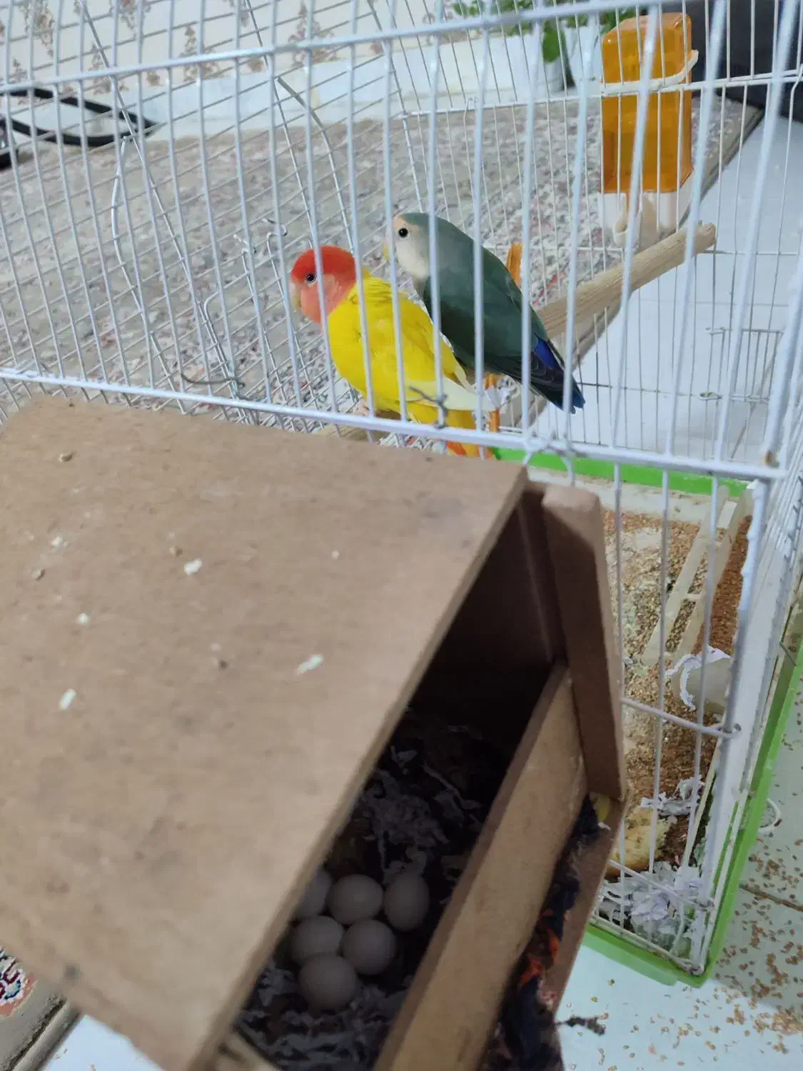 فروش سه عدد تخم کوتوله دوسه روز دیگه بدنیامیان|پرنده|سبزوار, مدرس|دیوار