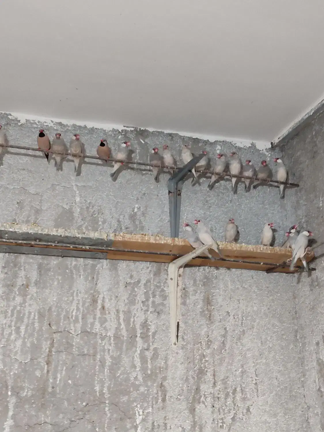 فنچ نرگسی و کرواتی یکجا ۱۳۰۰|پرنده|سبزوار, کراب|دیوار