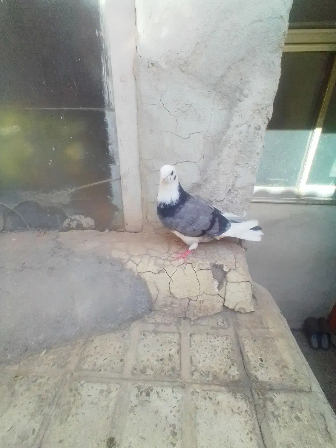 کبوتر|پرنده|محمدشهر, جعفرآباد|دیوار