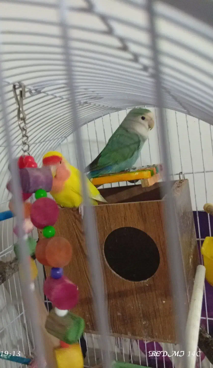 کوتوله بریزیلی|پرنده|مشهد, هنرور|دیوار