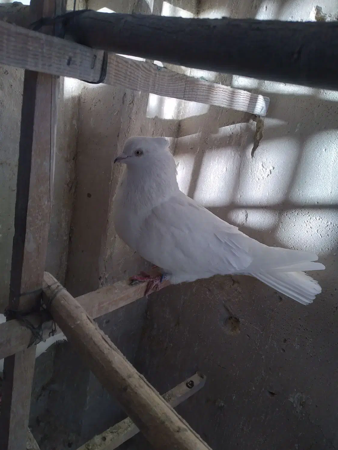 کفتر نر|پرنده|قم, هنرستان|دیوار