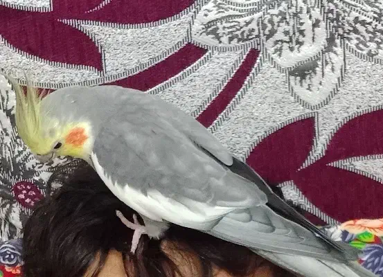 پرنده عروس هلندی|پرنده|اهر, |دیوار