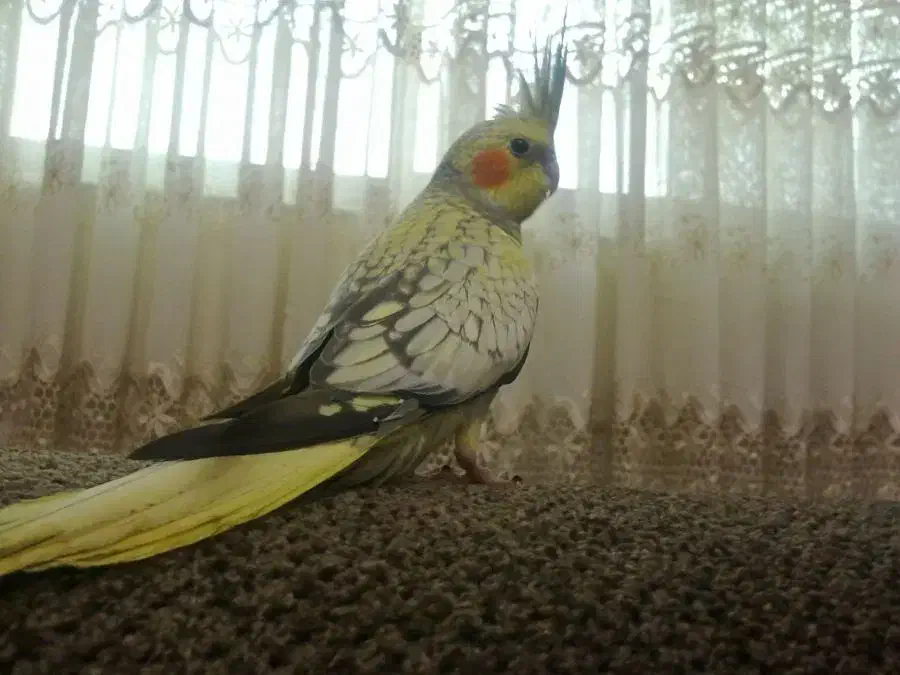 عروس هلندی نر و ماده، تخم گذار|پرنده|قائم‌شهر, |دیوار