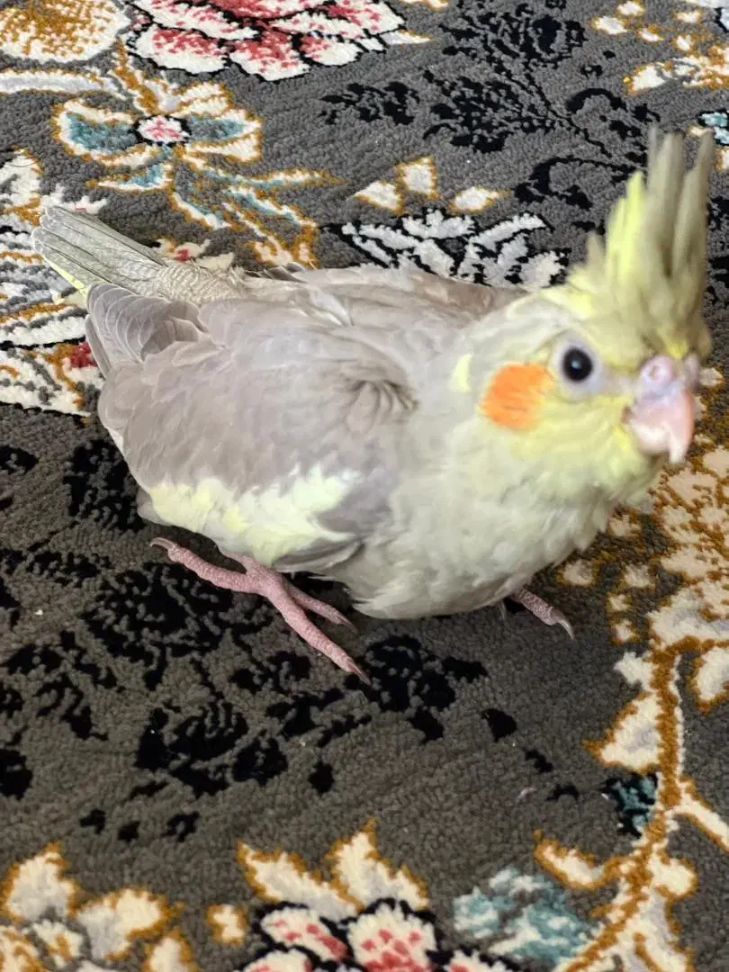 عروس هلندی|پرنده|مبارکه, |دیوار